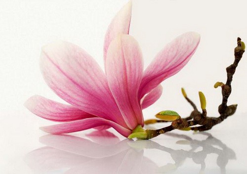 Цветок Магнолии. Скетчинг - Расторгуева (2017)_0.jpg